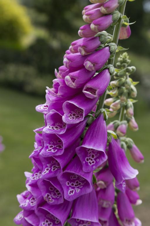 Bed and Breakfast College Hill House Slane Exteriér fotografie
